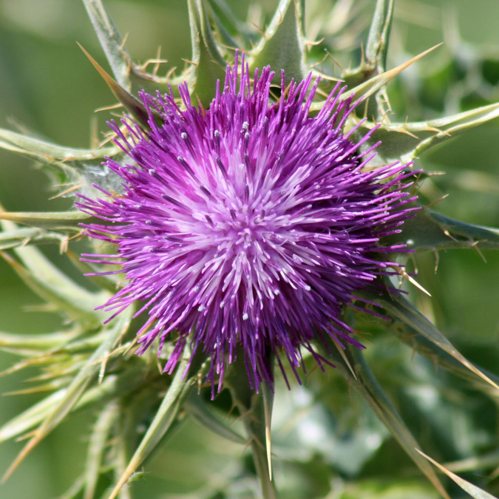 Silybum marianum (Samen) - Mariendistel