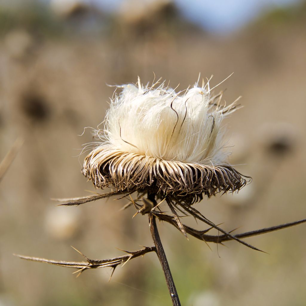 Silybum marianum (Samen) - Mariendistel