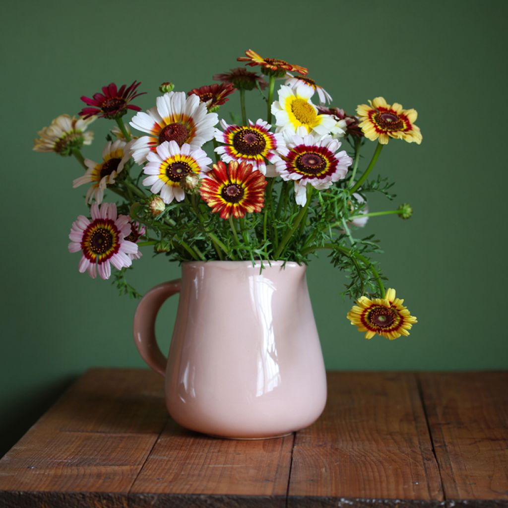 Chrysanthemum carinatum Rainbow (Samen) - Wucherblume