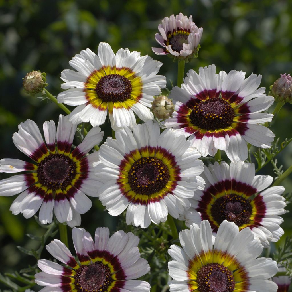 Chrysanthemum carinatum Cockade (Samen) - Wucherblume