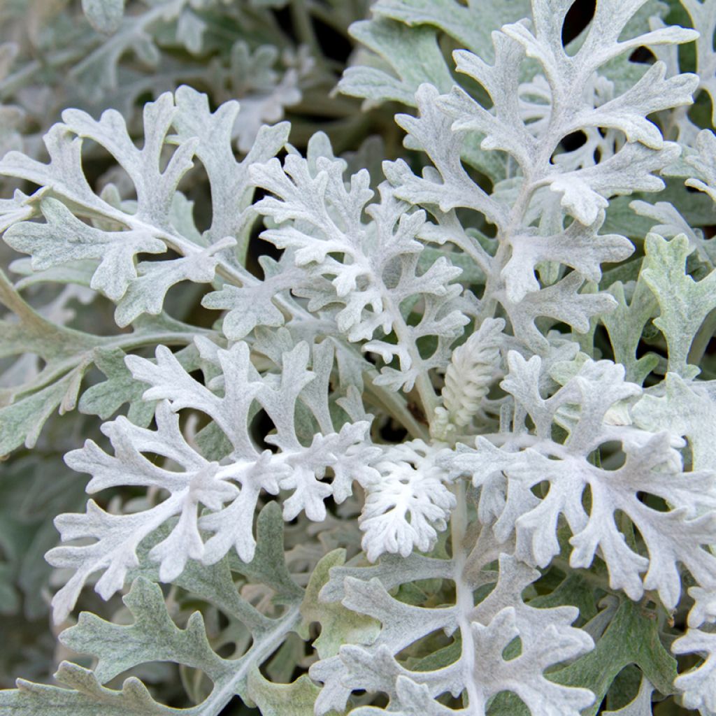 Senecio cineraria Silver Dust (Samen) - Kreuzkraut