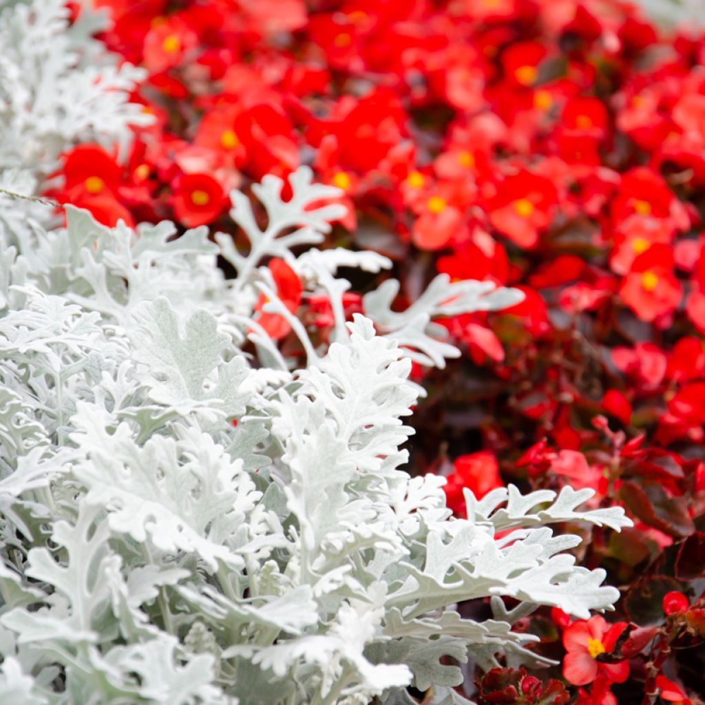 Senecio cineraria Silver Dust (Samen) - Kreuzkraut