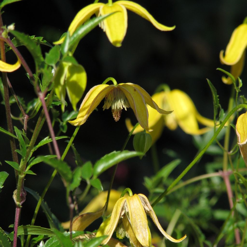 Clematis tangutica Helios (Samen) - Gold-Waldrebe