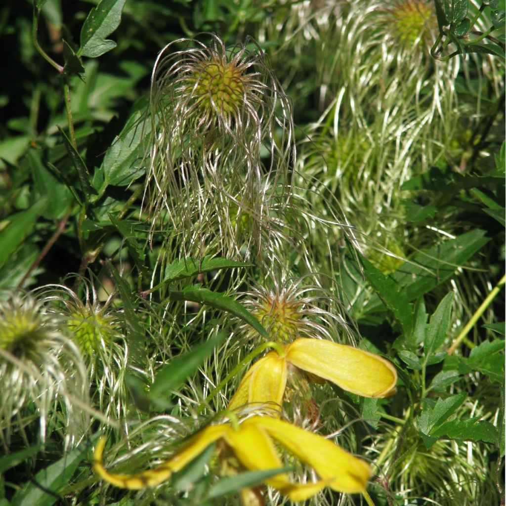 Clematis tangutica Helios (Samen) - Gold-Waldrebe