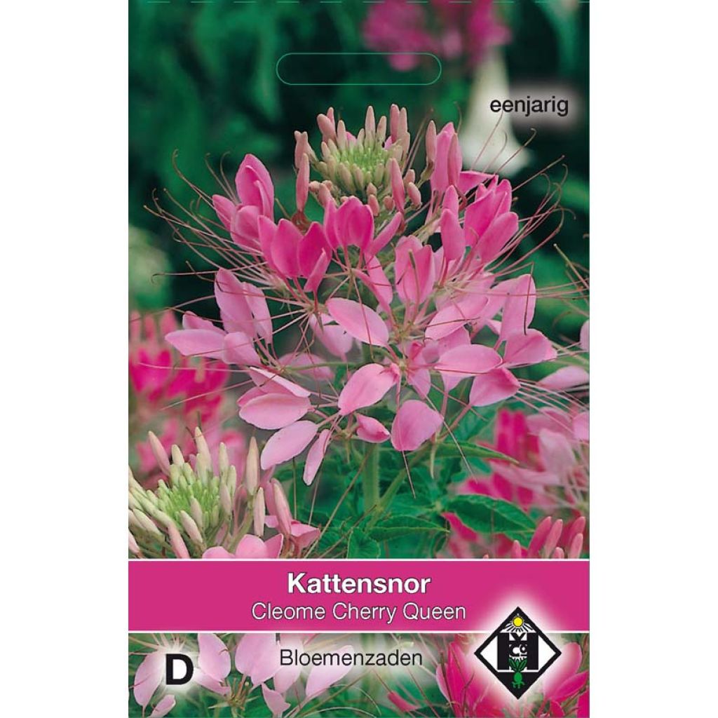 Spinnenpflanze Cherry Queen (Samen) - Cleome