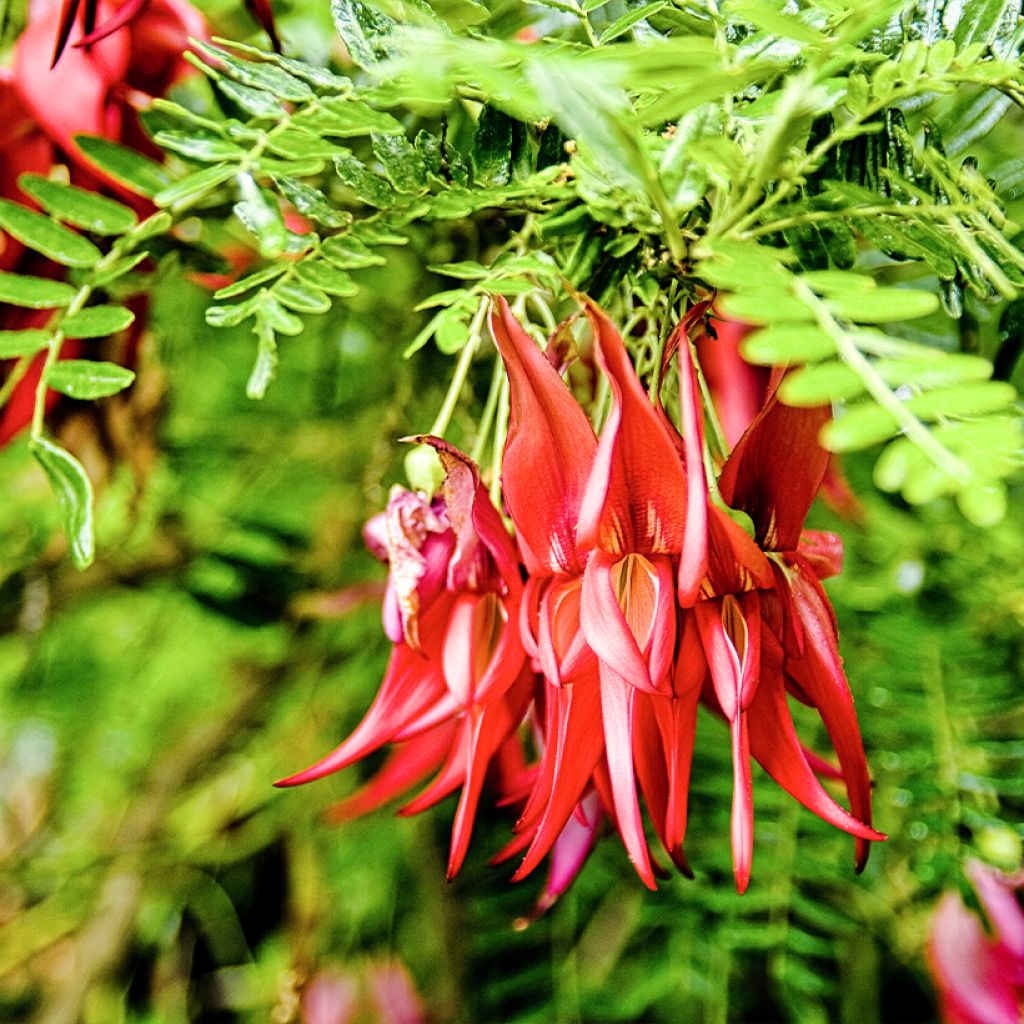 Clianthus puniceus (Samen) - Ruhmesblume