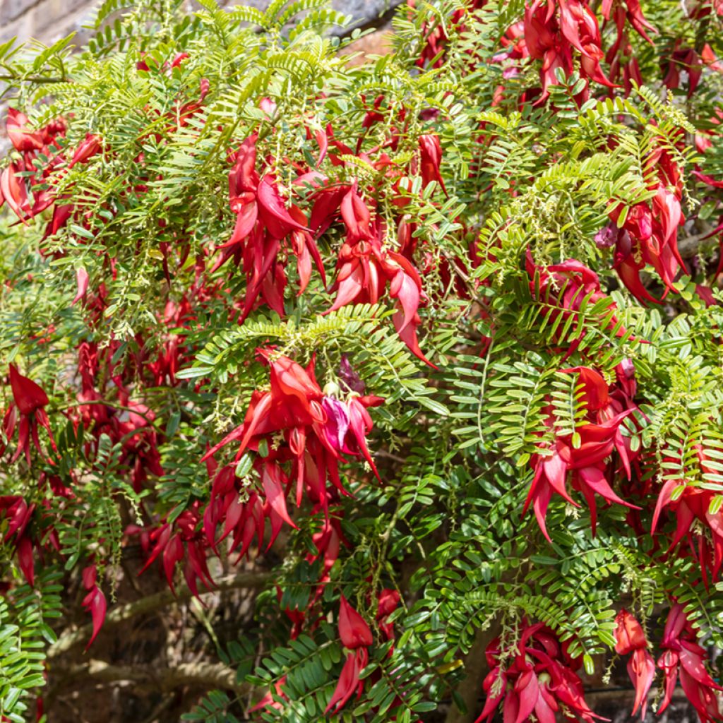 Clianthus puniceus (Samen) - Ruhmesblume