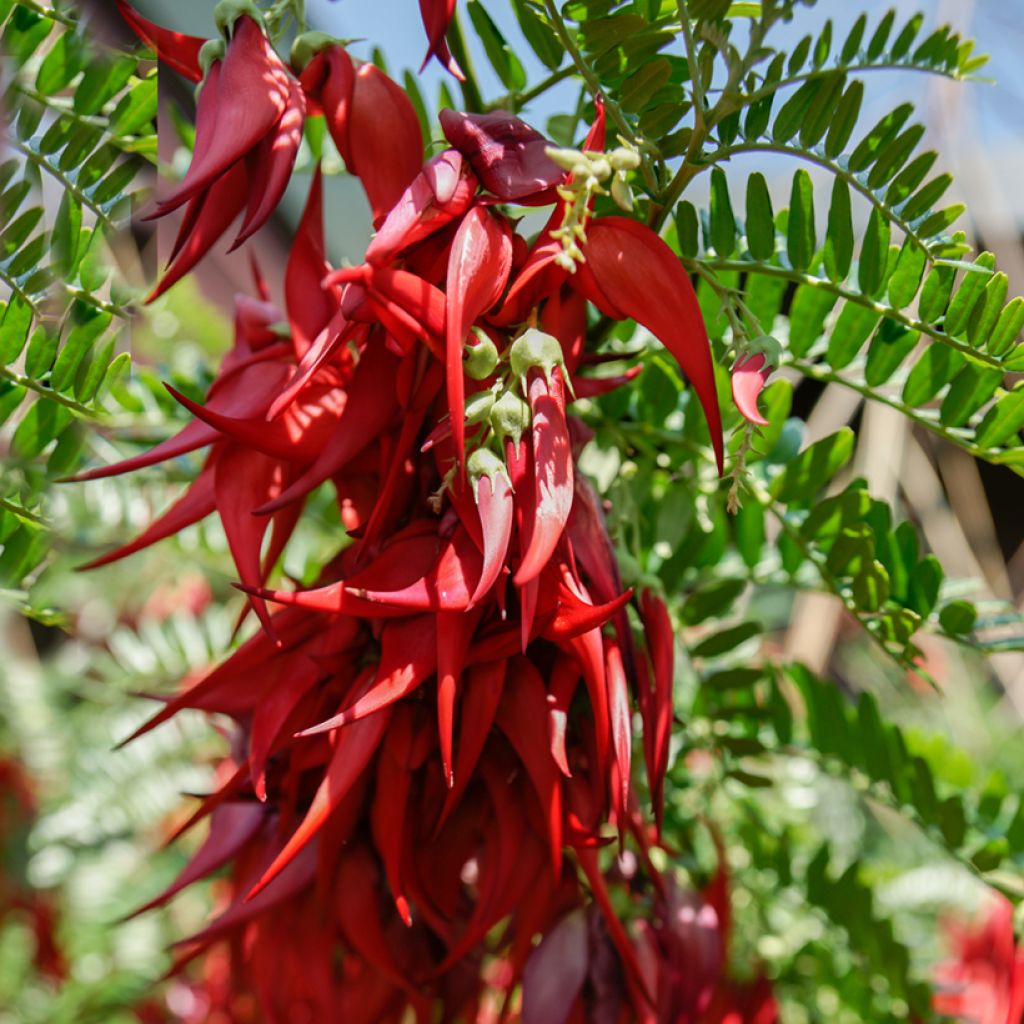 Clianthus puniceus (Samen) - Ruhmesblume