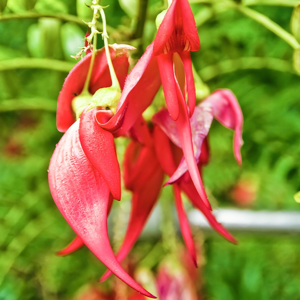 Clianthus puniceus (Samen) - Ruhmesblume