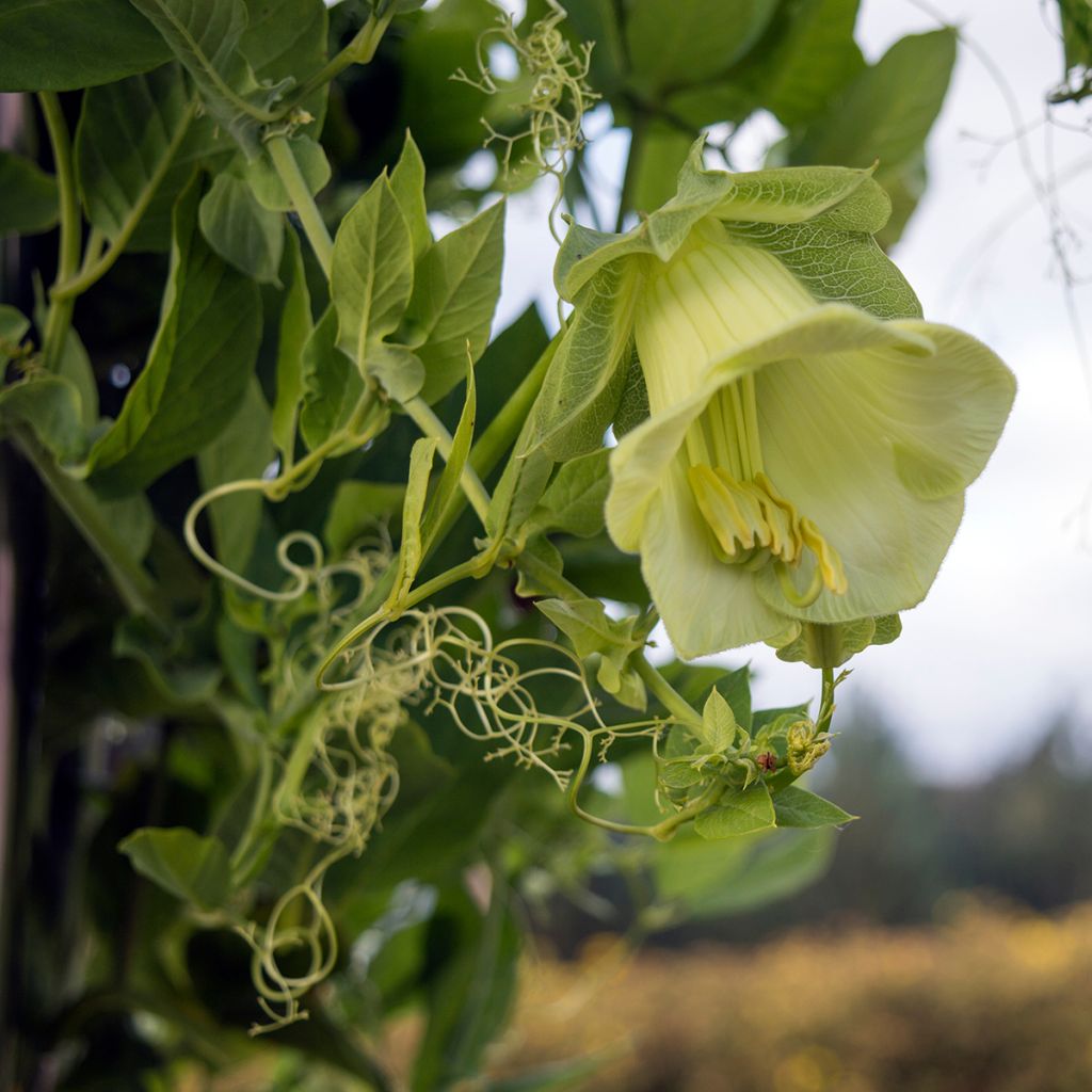 Cobea scandens Alba (Samen) - Glockenrebe