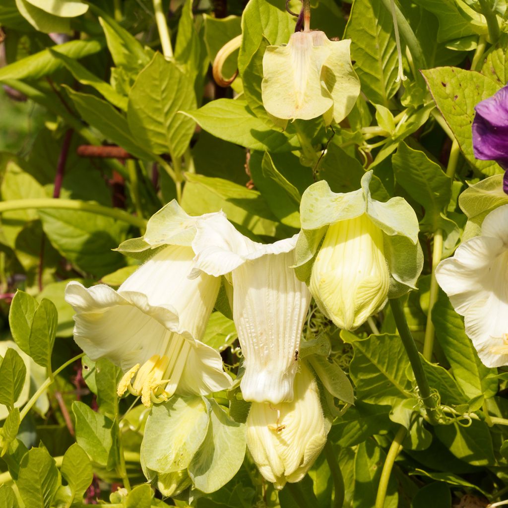 Graines de Cobée grimpante Alba - Cobaea scandens