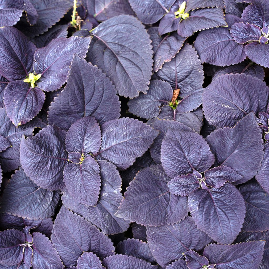 Buntnessel Palisandra (Samen) - Solenostemon