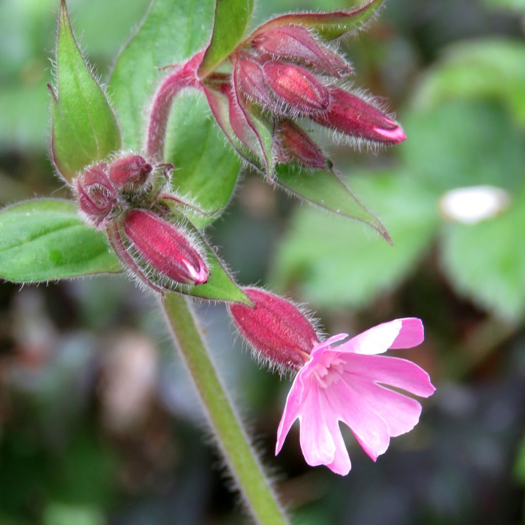 Rote Lichtnelke (Samen) - Silene dioica