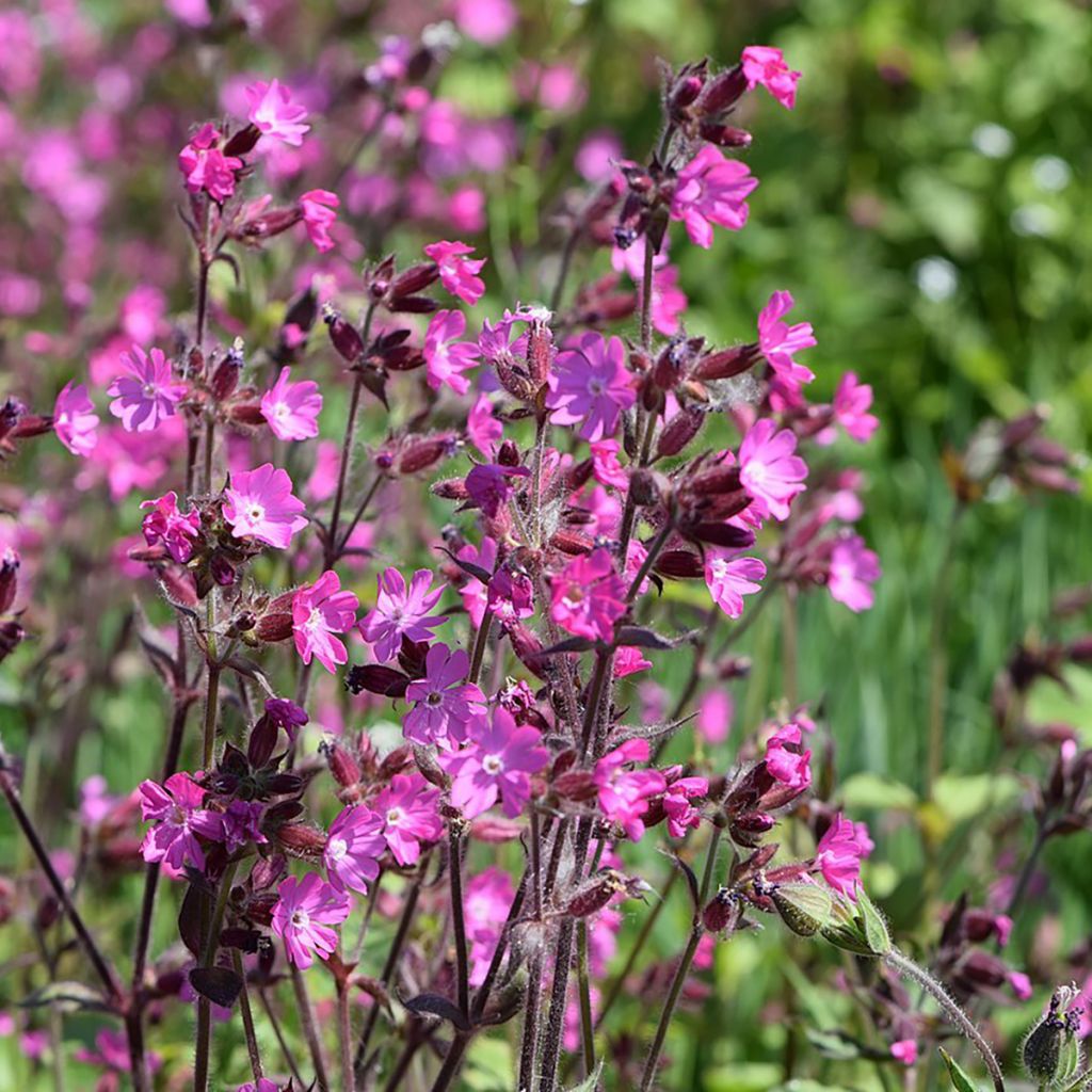 Rote Lichtnelke (Samen) - Silene dioica