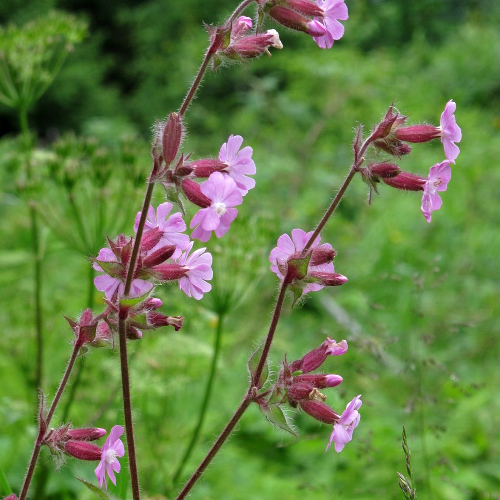 Rote Lichtnelke (Samen) - Silene dioica