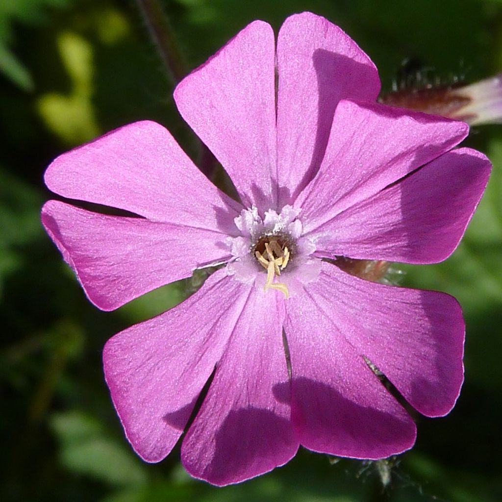 Rote Lichtnelke (Samen) - Silene dioica