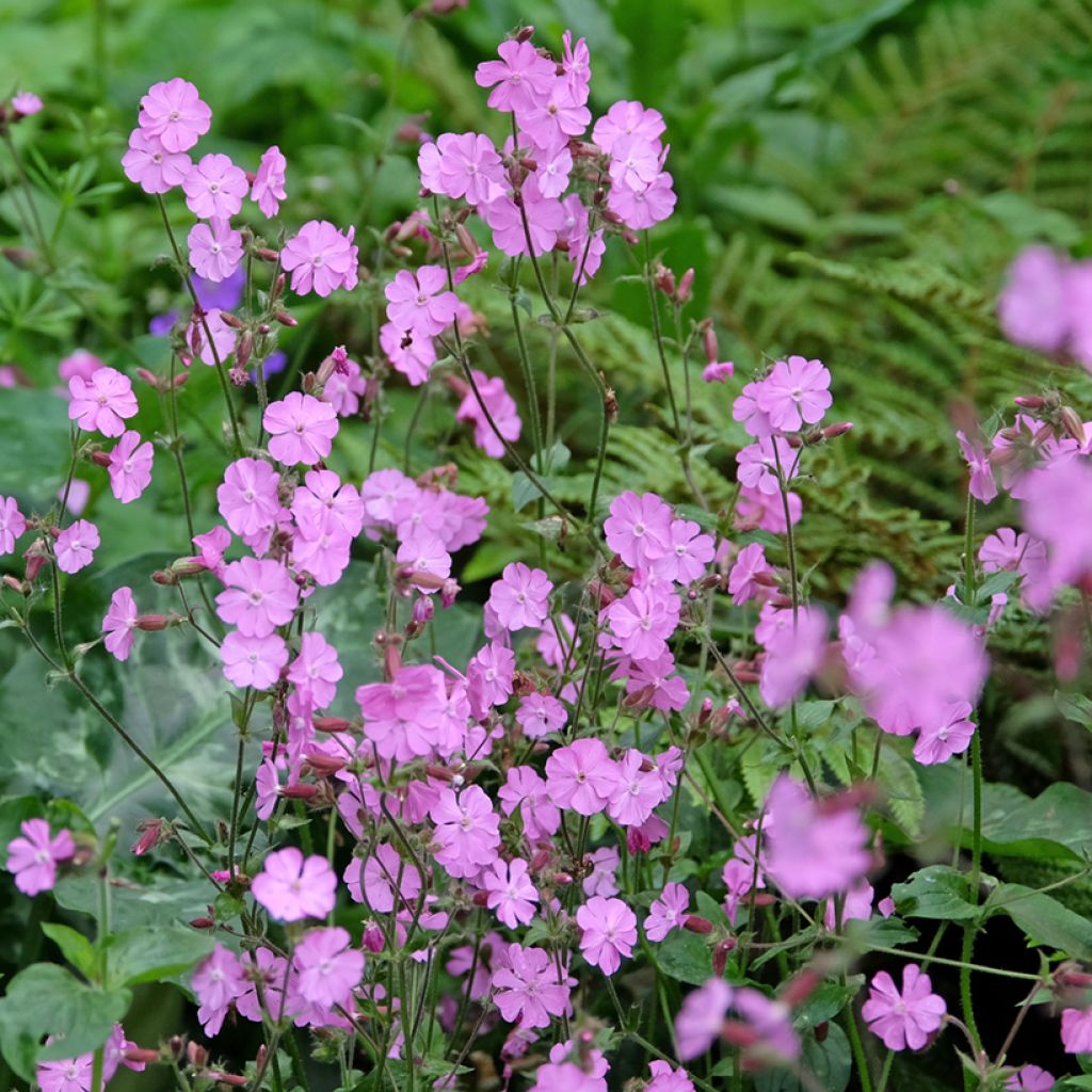 Lichtnelke (Samen) - Silene dioica, latifolia