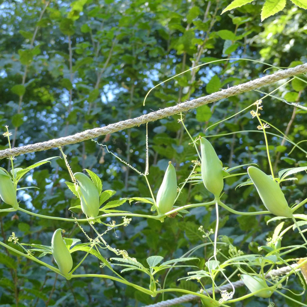 Springgurke Caigua (Samen) - Cyclanthera pedata