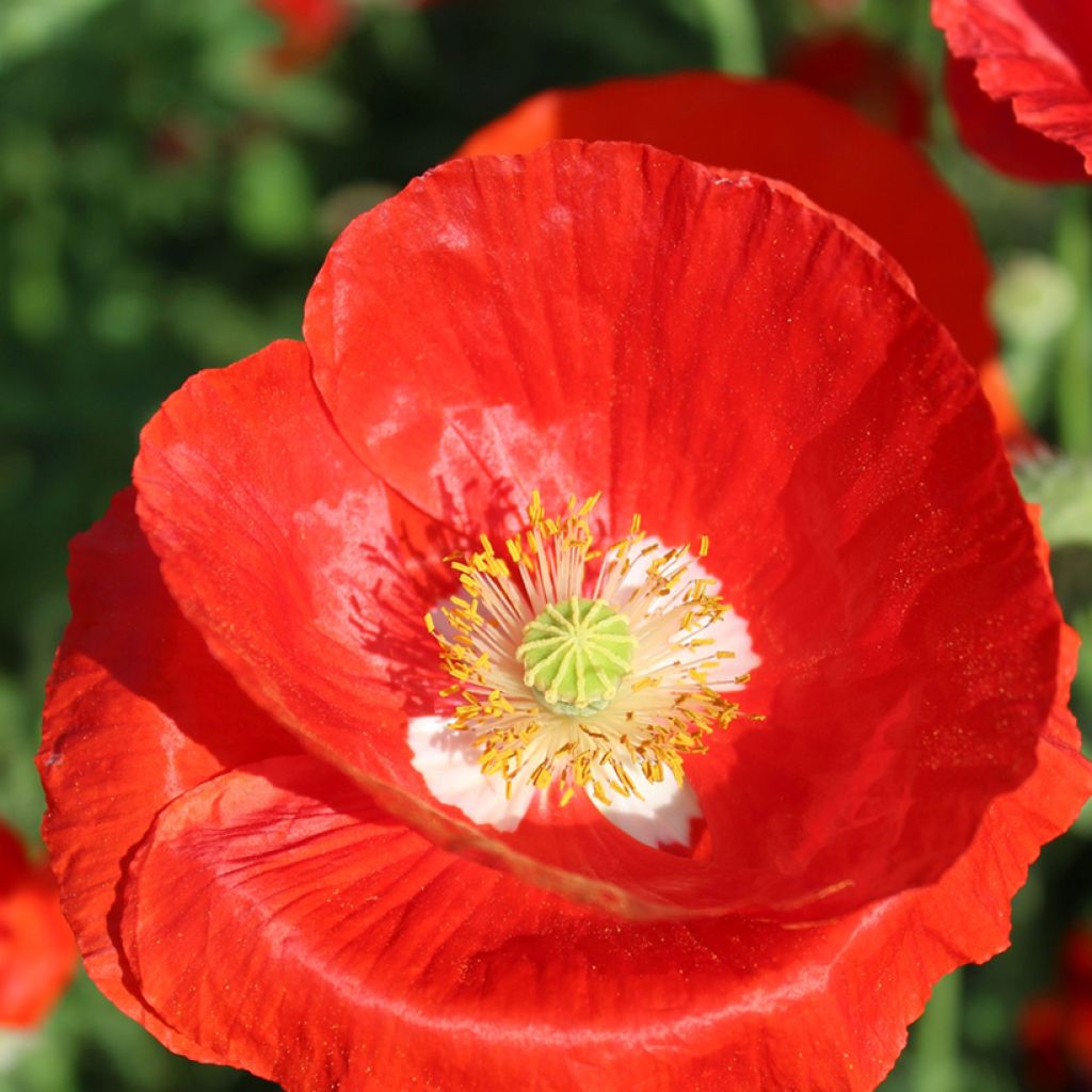 Klatsch-Mohn American Legion (Samen) - Papaver rhoeas