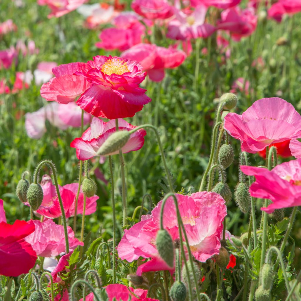 Klatsch-Mohn Falling in Love (Samen) - Papaver rhoeas