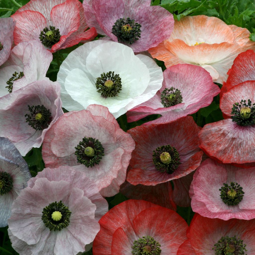 Klatsch-Mohn Parelmoer (Samen) - Papaver rhoeas