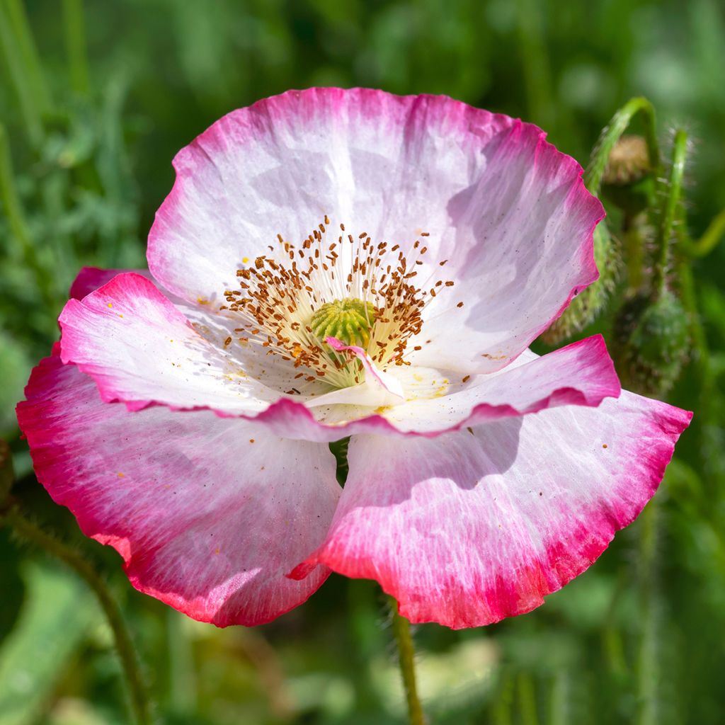 Klatsch-Mohn Shirley Mix (Samen) - Papaver rhoeas