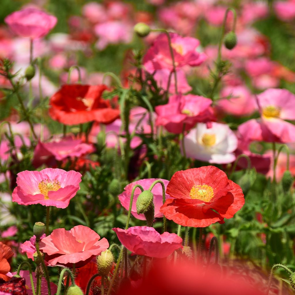 Klatsch-Mohn Shirley Mix (Samen) - Papaver rhoeas