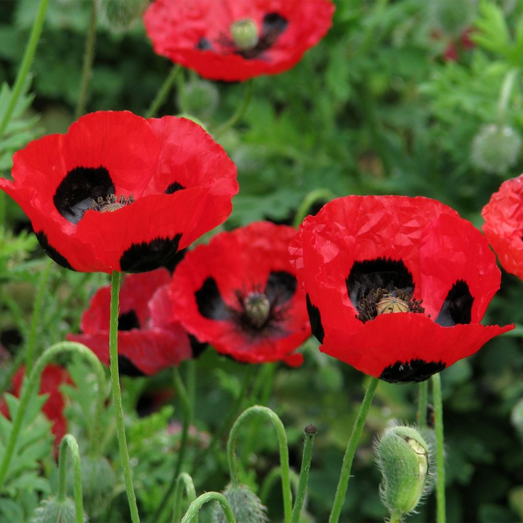 Papaver commutatum Ladybird (Samen) - Marienkäfer-Mohn