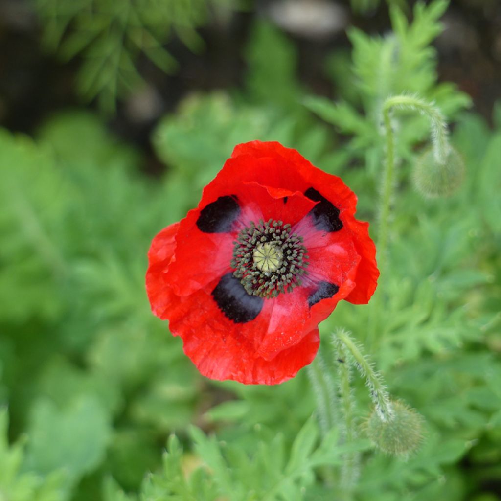 Papaver commutatum Ladybird (Samen) - Marienkäfer-Mohn