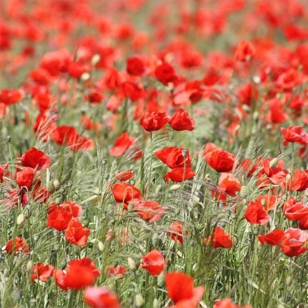 Graines de Coquelicot rouge - Papaver rhoeas