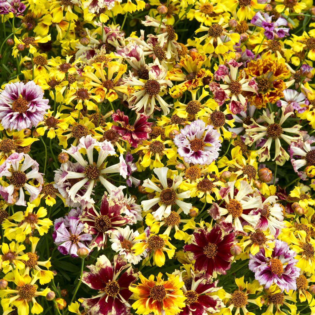 Mädchenauge Incredible ! Sea Shells Mix (Samen) - Coreopsis