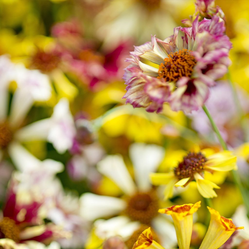 Mädchenauge Incredible ! Sea Shells Mix (Samen) - Coreopsis