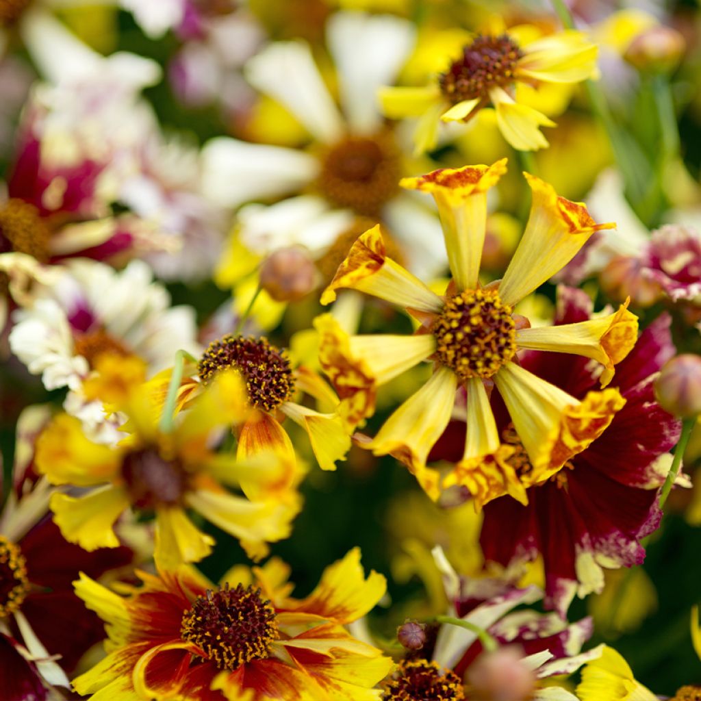 Mädchenauge Incredible ! Sea Shells Mix (Samen) - Coreopsis