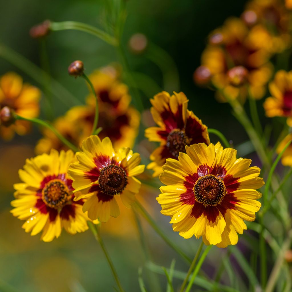 Färber-Mädchenauge (Samen) - Coreopsis tinctoria