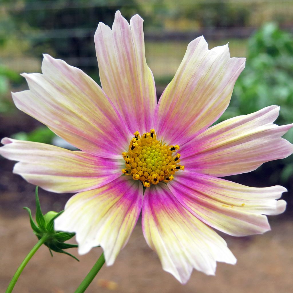 Schmuckkörbchen Apricot Lemonade (Samen) - Cosmos