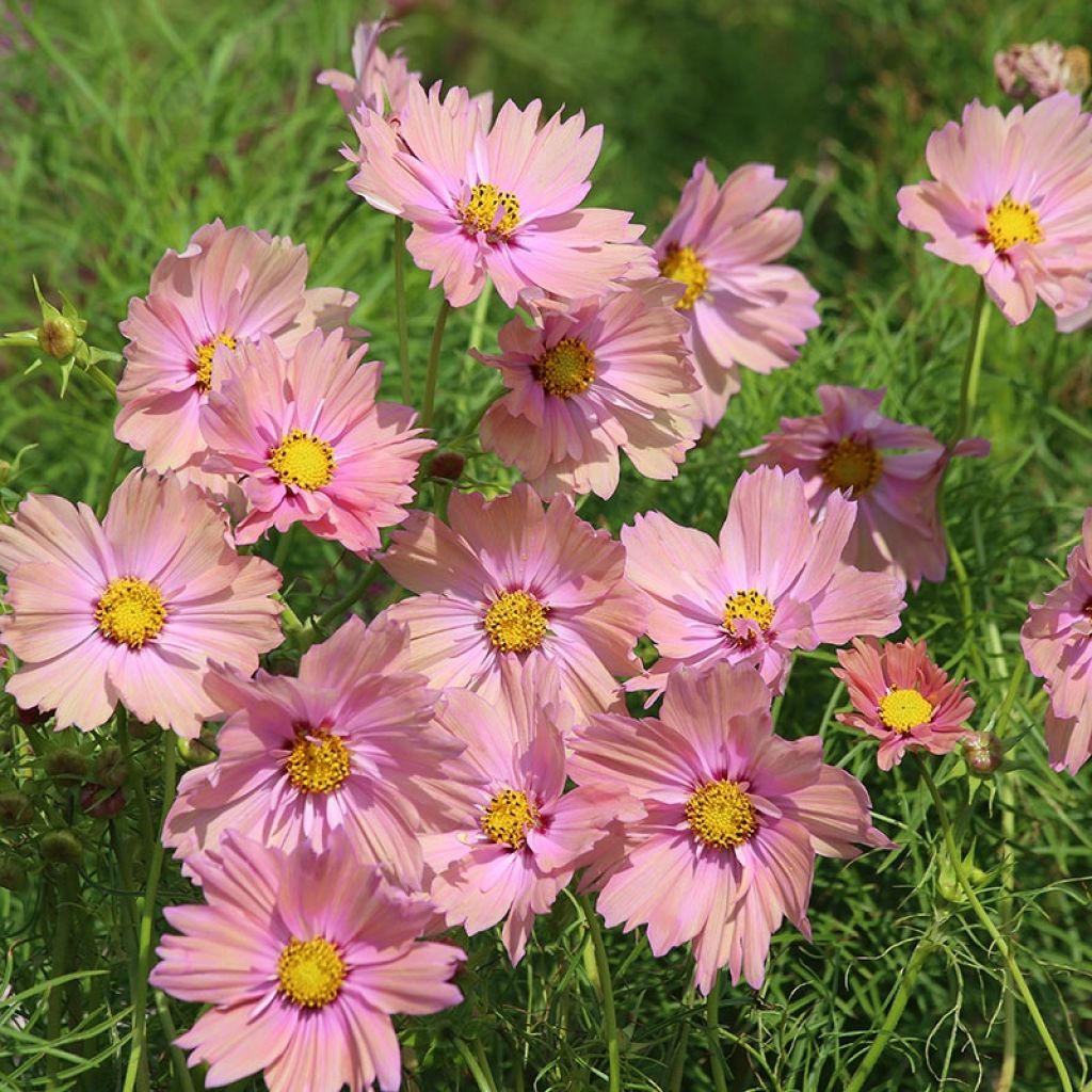 Schmuckkörbchen Apricotta (Samen) - Cosmos