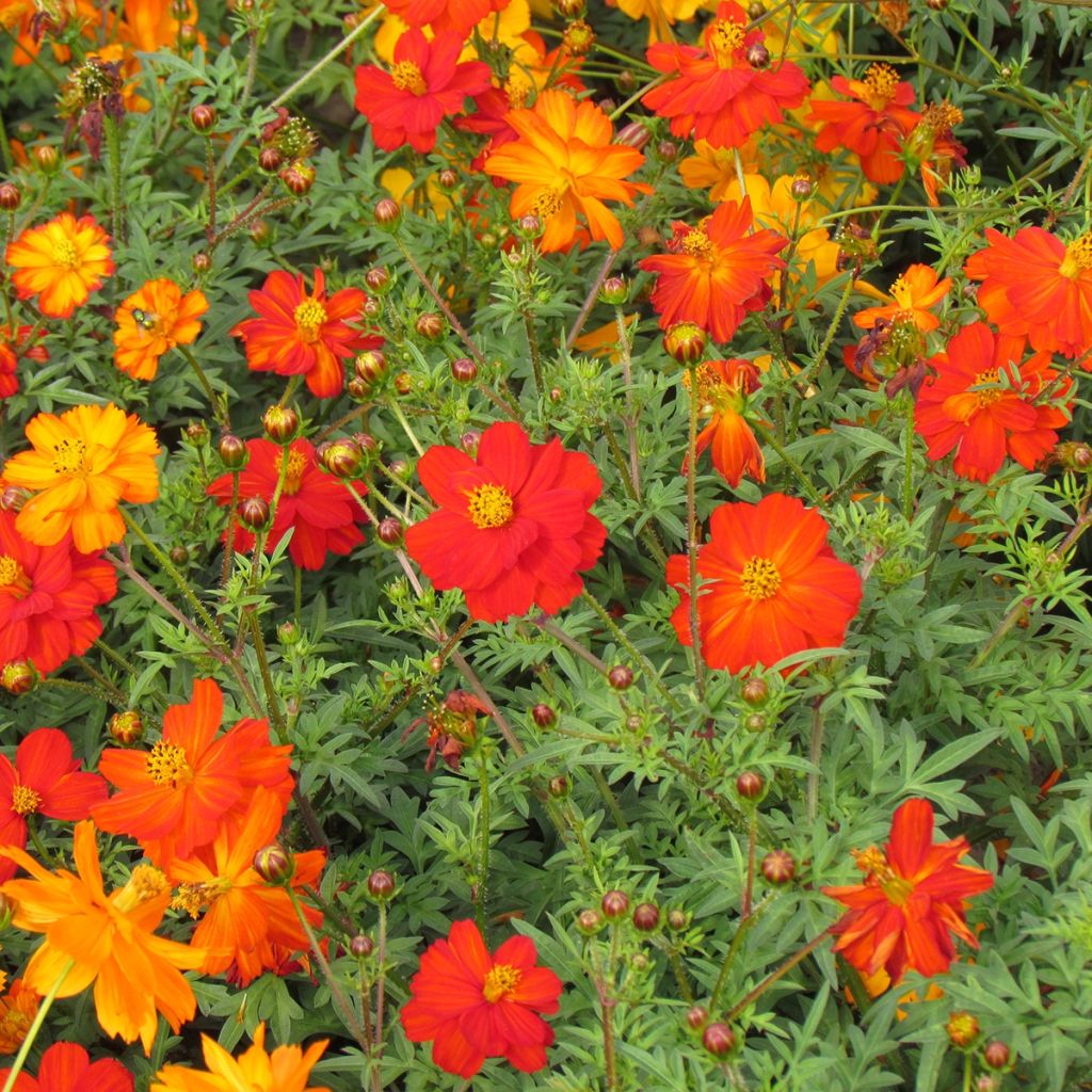 Graines de Cosmos Ladybird Mixed - Cosmos sulphureus