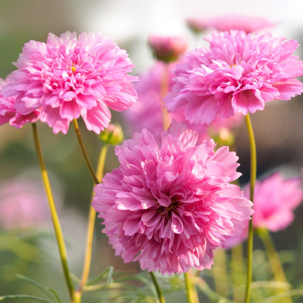 Schmuckkörbchen Double Click Rose Bonbon (Samen) - Cosmos