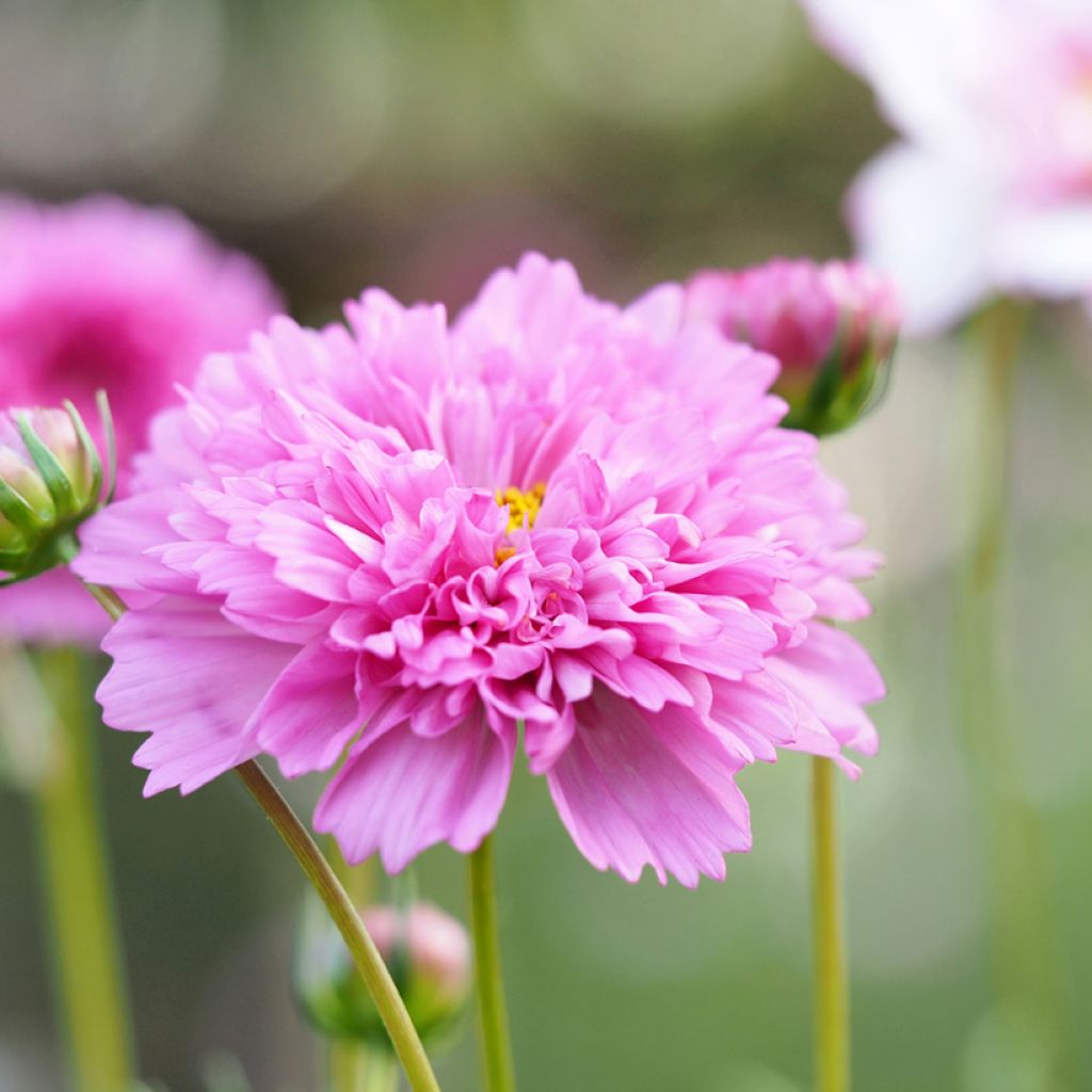 Schmuckkörbchen Double Click Rose Bonbon (Samen) - Cosmos