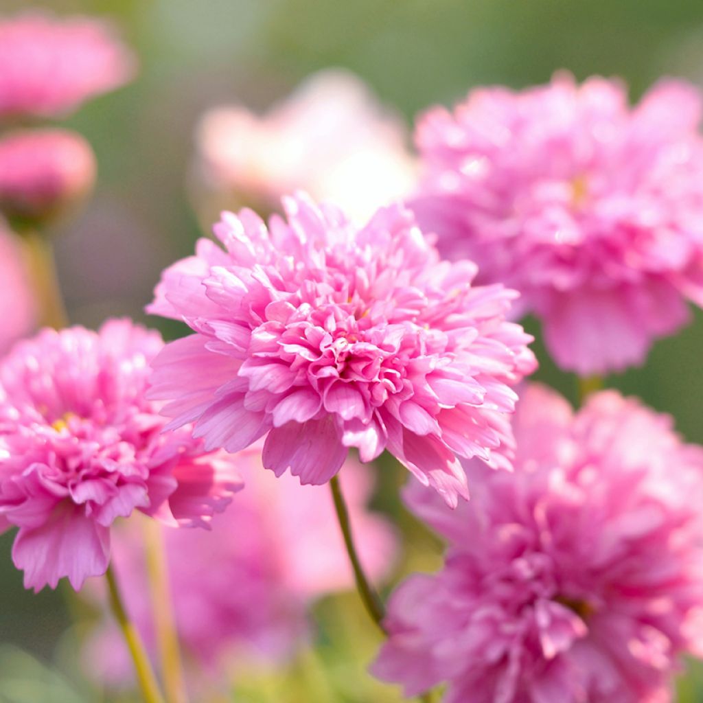 Schmuckkörbchen Double Click Rose Bonbon (Samen) - Cosmos