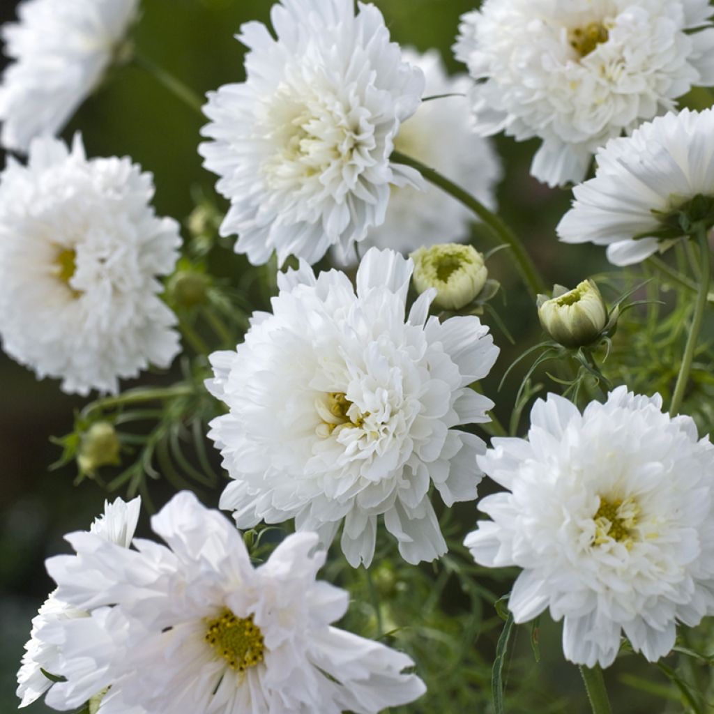 Schmuckkörbchen Double Click Snow Puff (Samen) - Cosmos