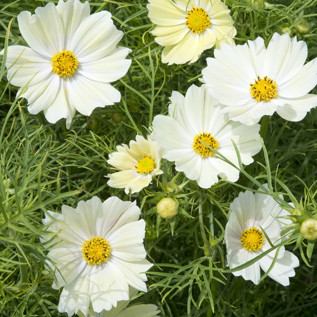 Cosmos sulphureus Kiiro (Samen) - Gelbes Schmuckkörbchen