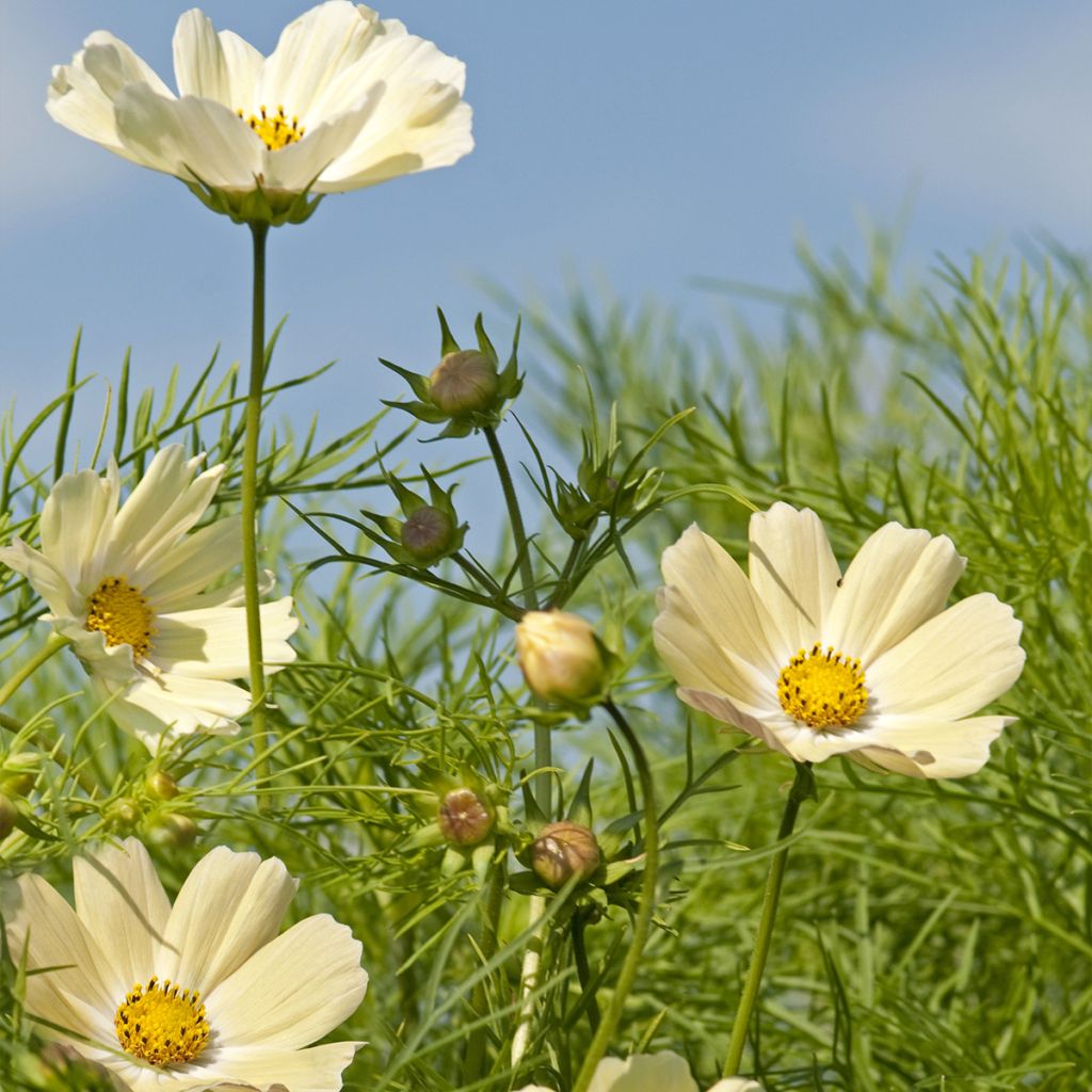 Cosmos sulphureus Kiiro (Samen) - Gelbes Schmuckkörbchen