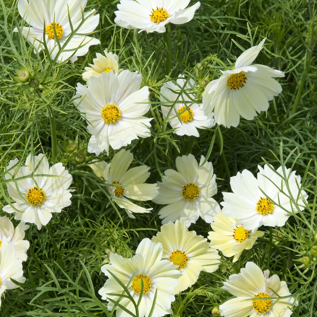 Cosmos sulphureus Kiiro (Samen) - Gelbes Schmuckkörbchen