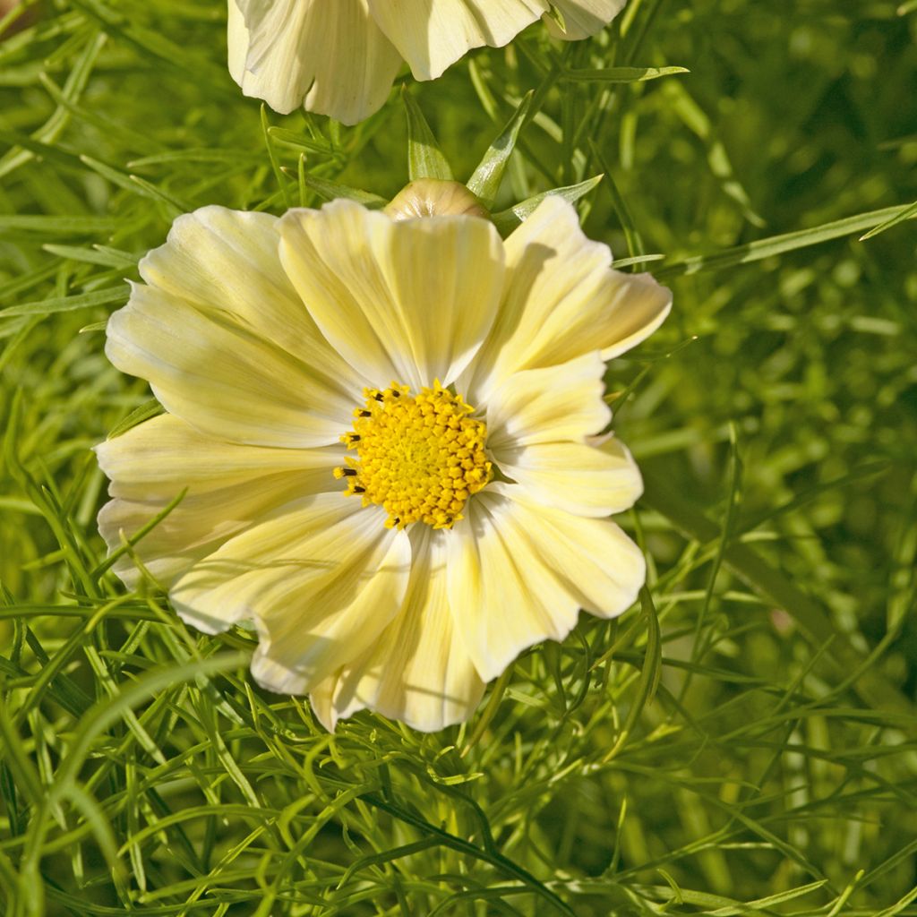 Cosmos sulphureus Kiiro (Samen) - Gelbes Schmuckkörbchen