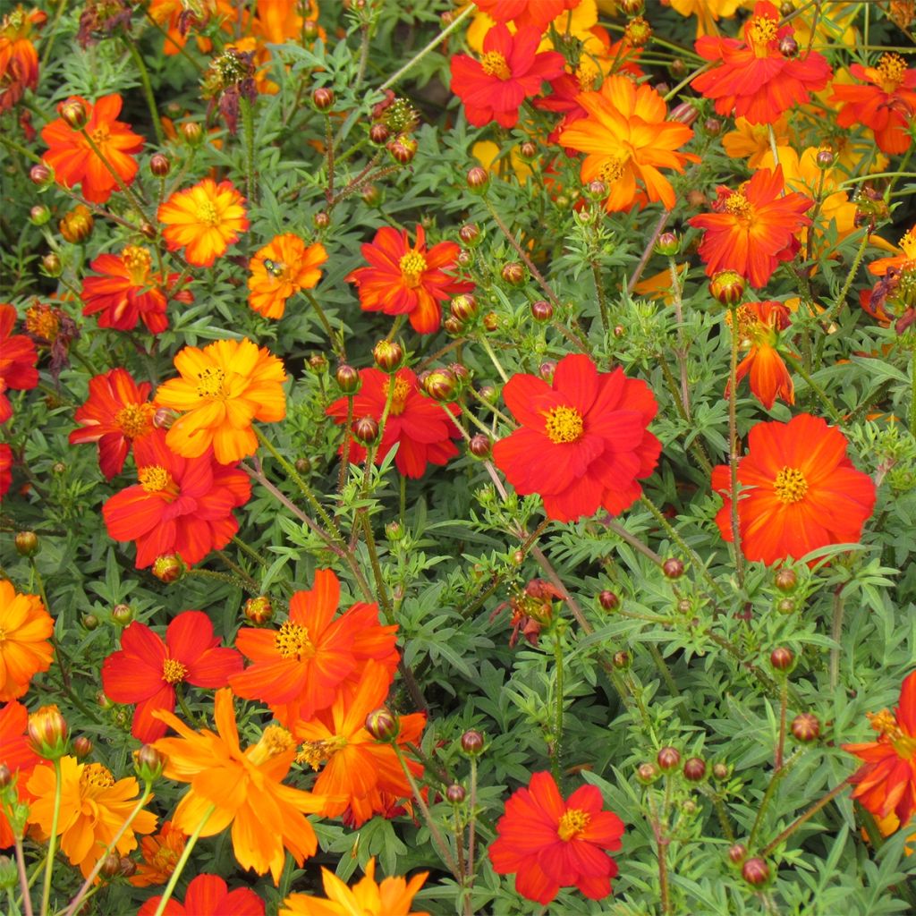 Cosmos sulphureus Ladybird Mixed (Samen) - Gelbes Schmuckkörbchen