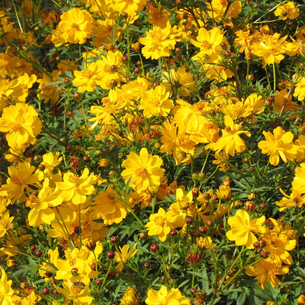 Graines de Cosmos Ladybird Mixed - Cosmos sulphureus