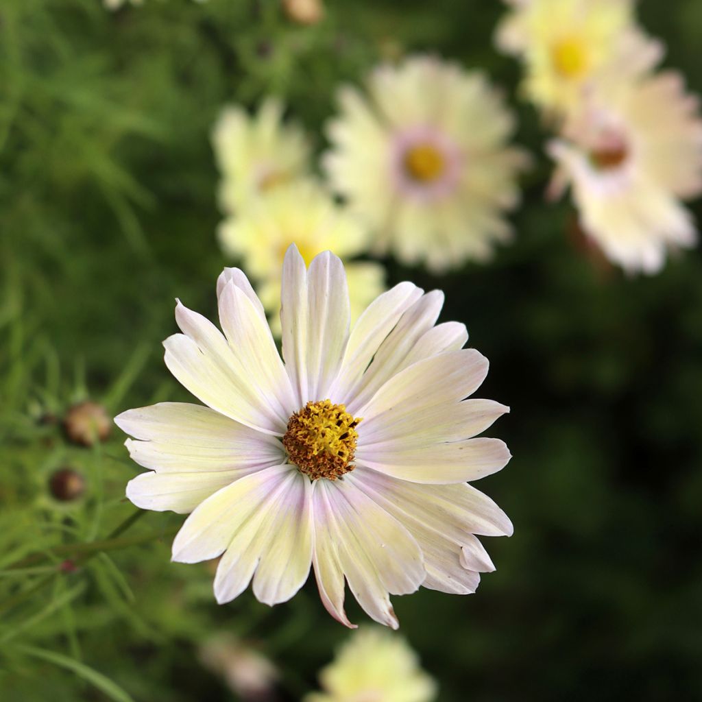 Cosmos Lemonade (Samen) - Schmuckkörbchen