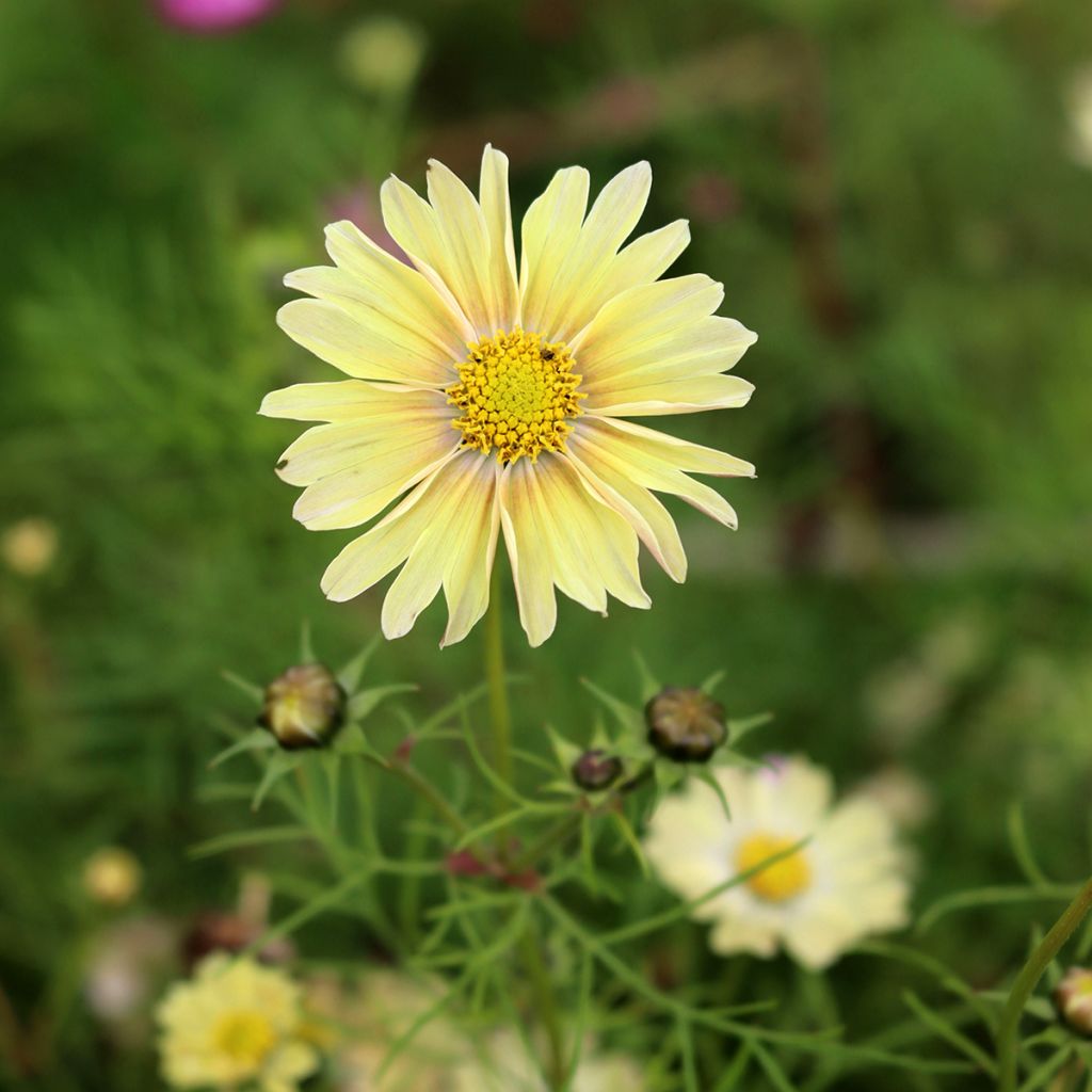 Cosmos Lemonade (Samen) - Schmuckkörbchen