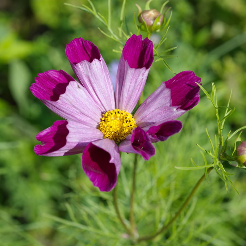 Schmuckkörbchen Piper Red (Samen) - Cosmos